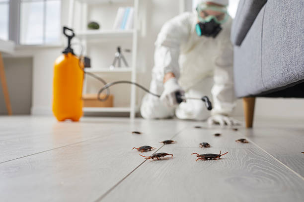 Post-Treatment Bed Bug Interceptor Monitoring in Livingston